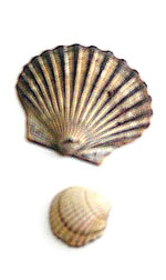 two shells