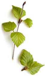 birchleaves2