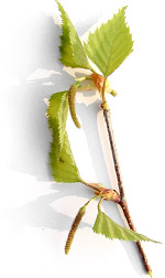 birchleaves5