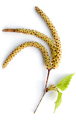 birchleaves6