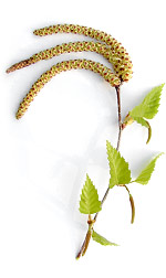 birchleaves7
