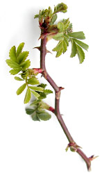 brambleleaves