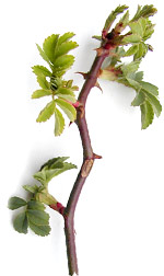 brambleleaves2
