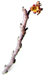 bud