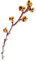 bud2
