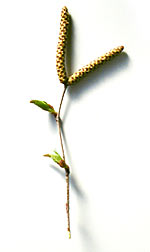 catkins