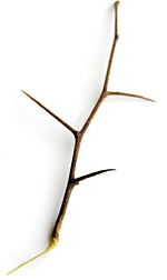 leafless hawthorne branch