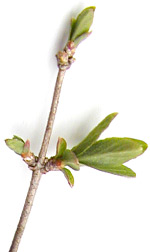 honeysuckle3