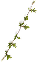 honeysuckleleaves4