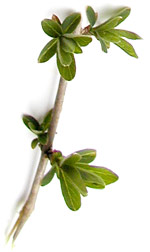 honeysuckleleaves5