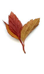 leaftwig10
