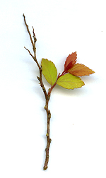 leaftwig11