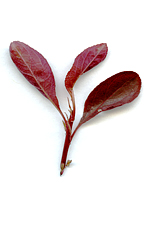 leaftwig12