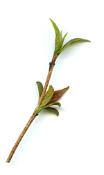 leaftwig13