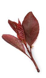 leaftwig7