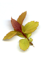 leaftwig9