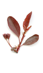 purple cherry leaves