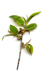 new green leaves