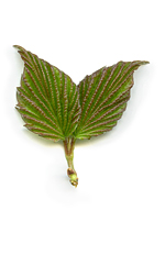 green elm leaves