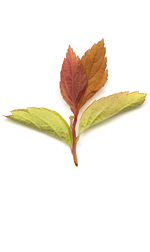 new ornamental leaves