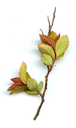 red and green leaves