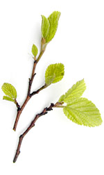 newleaves