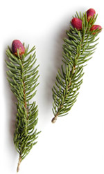 pinenewgrowth