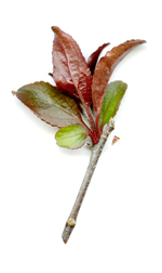 purpleleaves