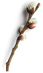 pussywillow