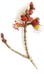 Redmaplebuds