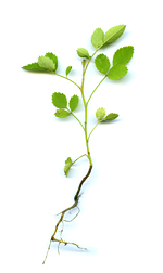 wild rose seedling
