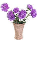 asters2