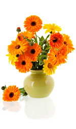 marigold2