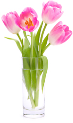 pinktulip