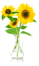 sunflowers