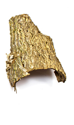 tree bark