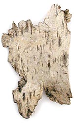 Birch Bark