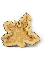 ringed trunk cross section