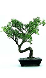 a green bonsai tree in a black pot