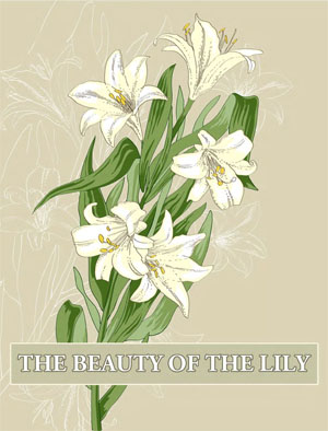 Beauty of the Lily in English
