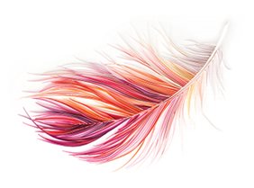 a colorful feather