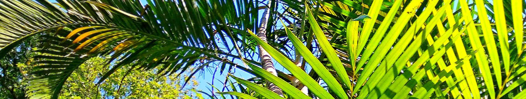 Palm trees against a blue sky