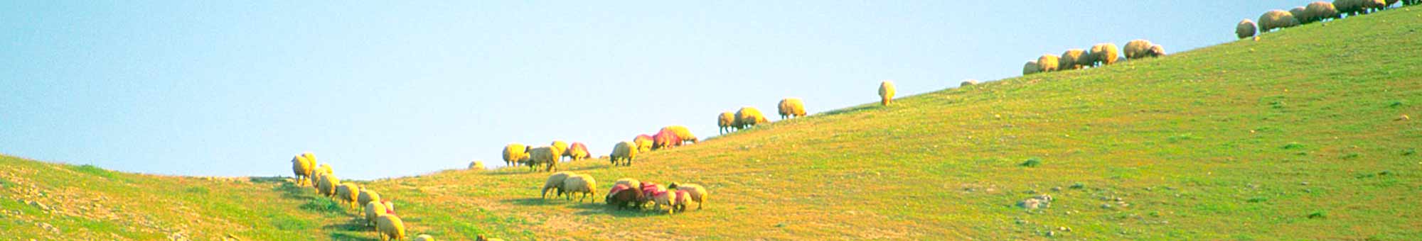 Sheep grazing on the Judean Hills