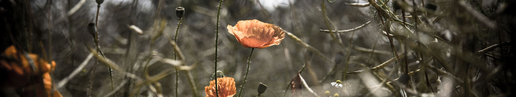 poppies in a dark field