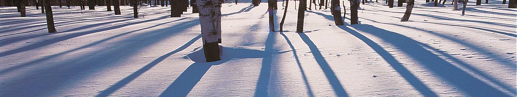 blue shadows on snow from a grove of birch trees