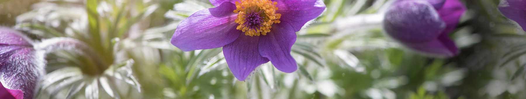 Pasque Flowers