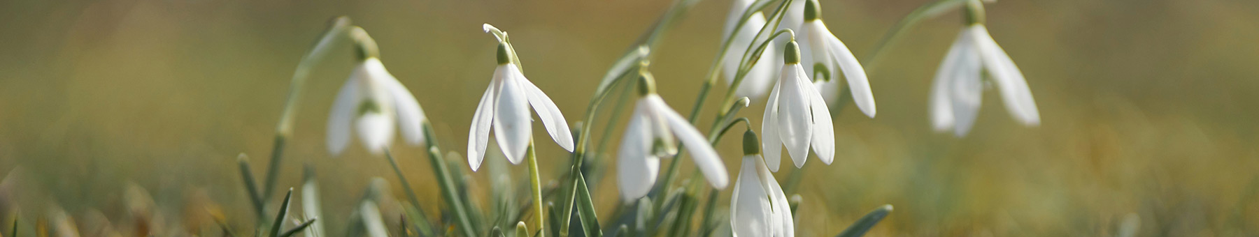 snowdrops in a field