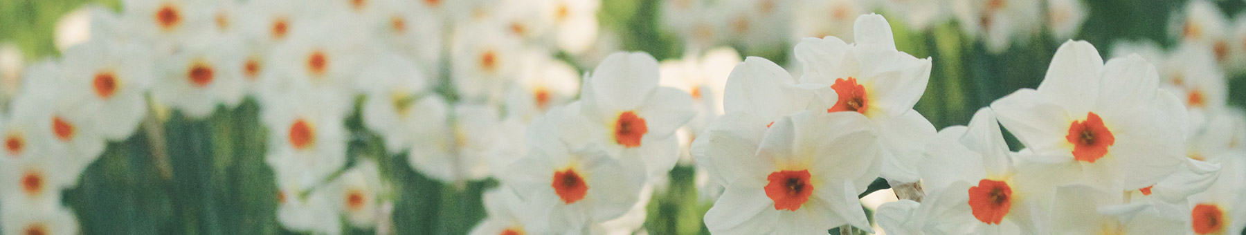 white daffodiles
