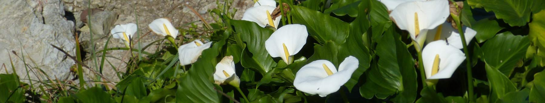 White Calla Lilies blooming against a rock wall