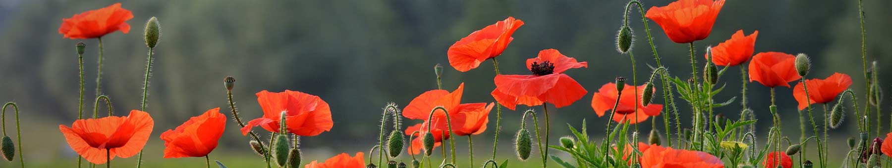 a field of red poppies against a darker green forest